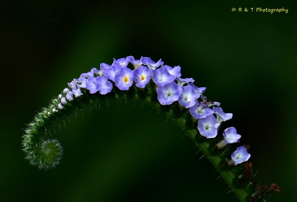 {Heliotropium indicum}